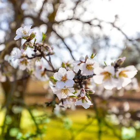 Cortijo Fuente De Alonso Gomez Archidona